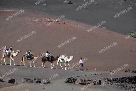 a camel trip in the Vulkan National Park Timanfaya on the Island of Lanzarote on the Canary Islands of Spain in the Atlantic Ocean. on the Island of Lanzarote on the Canary Islands of Spain in the Atlantic Ocean.
