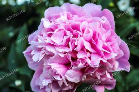 Top view of yellow and orange rose flower in a roses garden with a soft focus background.