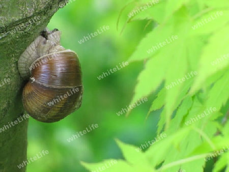 Schnecke