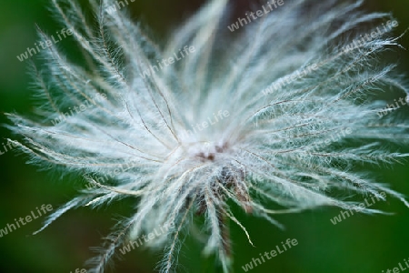 Pusteblume