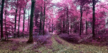 Beautiful pink and purple infrared panorama of a countryside landscape with a blue sky.