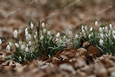 Kleines Schneegloeckchen, Galanthus nivalis