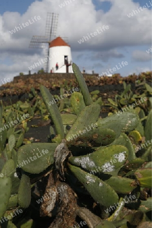 a cactus plantation in the village of Guatiza on the Island of Lanzarote on the Canary Islands of Spain in the Atlantic Ocean. on the Island of Lanzarote on the Canary Islands of Spain in the Atlantic Ocean.