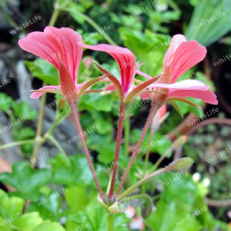 Geranium