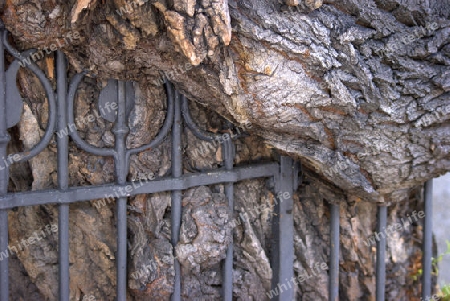 Baum verschlingt Zaun 