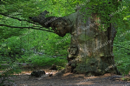 ca. 800 Jahre alte Buche, Fagus, Urwald Sababurg, Hessen, Deutschland