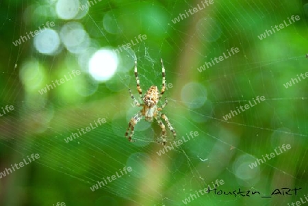 Araneus diadematus (Kreuzspinne)