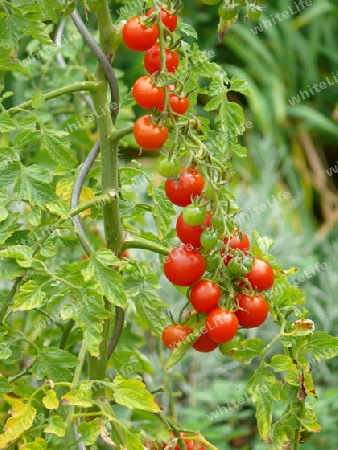 Tomaten