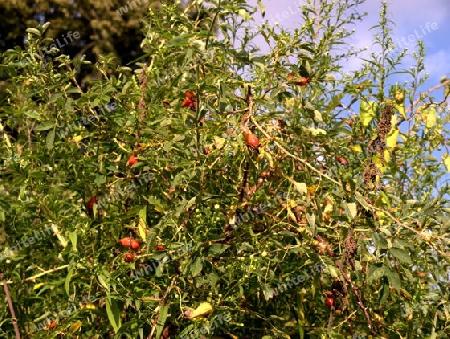 Hagebutten am Strauch