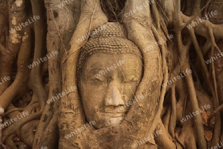 Ein in einem Baum eingeflechteter Steinkopf im Wat Phra Mahathat Tempel in der Tempelstadt Ayutthaya noerdlich von Bangkok in Thailand.