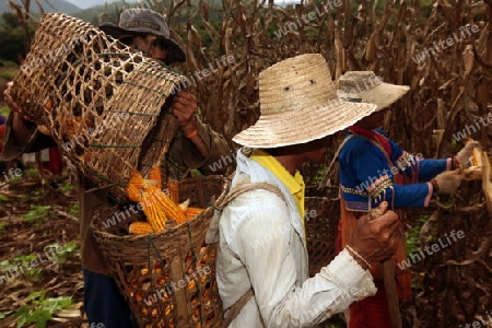 Traditionell gekleidete Frau von einem Stamm der Dara-Ang bei ernten von Maiskolben in einem Maisfeld beim Dof Chiang Dao noerdlich von Chiang Mai im Norden von Thailand.