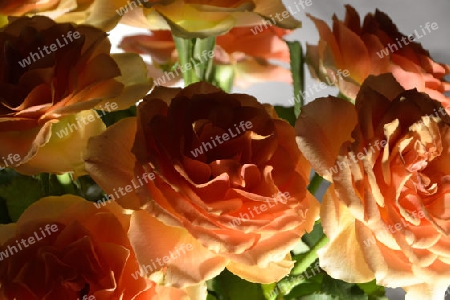 Orange Rosen mit Licht von unten