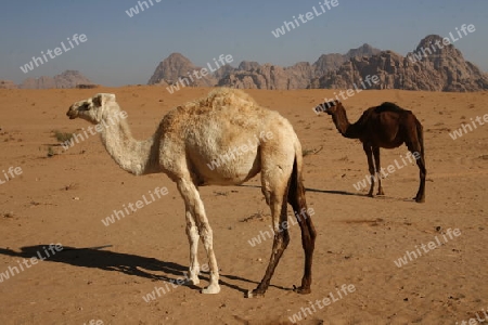 The Landscape of the Wadi Rum Desert in Jordan in the middle east.