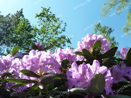 Rhododendron