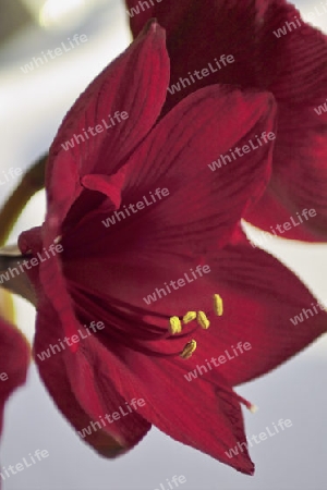 Amaryllis