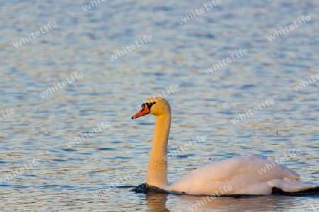 Schwan im Sonnenuntergang