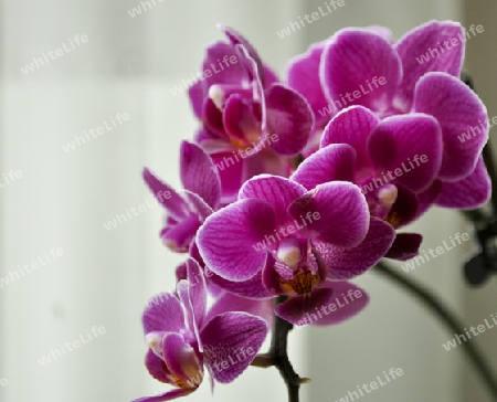 Orchiedee