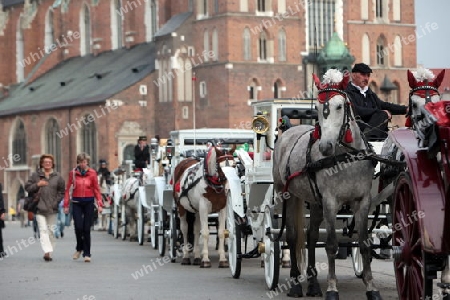 Pferdekutschen warten auf die Kundschaft auf dem Rynek Glowny Platz mit der Marienkirche in der Altstadt von Krakau im sueden von Polen.