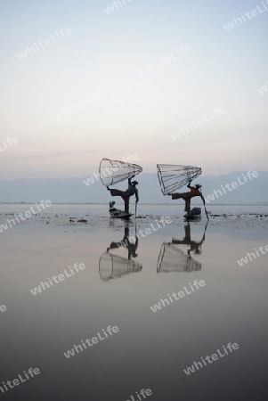 Fishermen at sunrise in the Landscape on the Inle Lake in the Shan State in the east of Myanmar in Southeastasia.