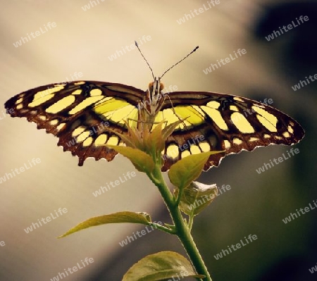 Schmetterling 4