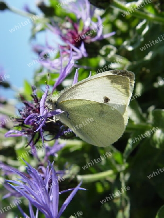 Schmetterling