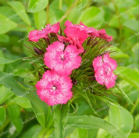 rote Bart-Nelke (Dianthus barbatus)