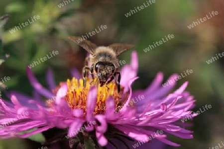 Biene auf Blume