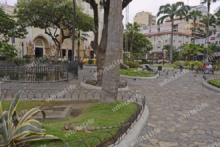gr?ne Leguane ( Iguana iguana terrestres) im Parque Seminario oder auch Parque Bolivar oder Parque de las Iguanas,  Iguanapark, Guayaquil, Ecuador, Suedamerika