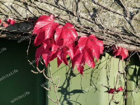 Herbstlaub