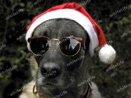 christmas hund