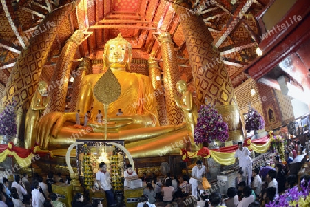 A allday ceremony in the Wat Phanan Choeng Temple in City of Ayutthaya in the north of Bangkok in Thailand, Southeastasia.