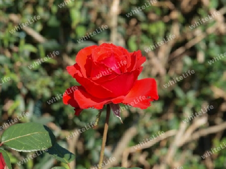 Rote Rose im Garten