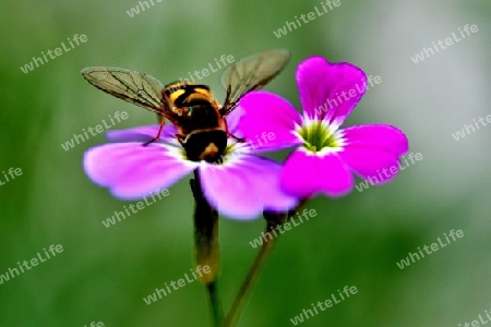 Insekt auf Blume