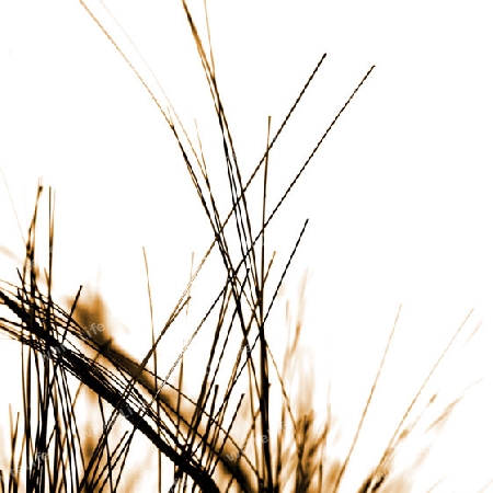 Gras4