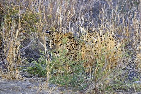 Leopard (Panthera pardus) streift durch sein Revier am Morgen, Khomas Region, Namibia, Afrika