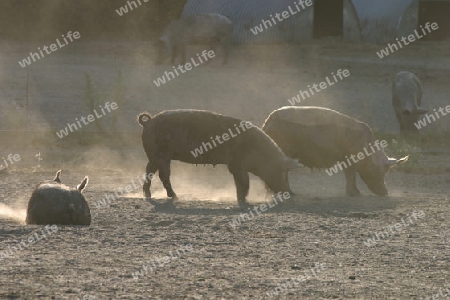 Schweine im Staub