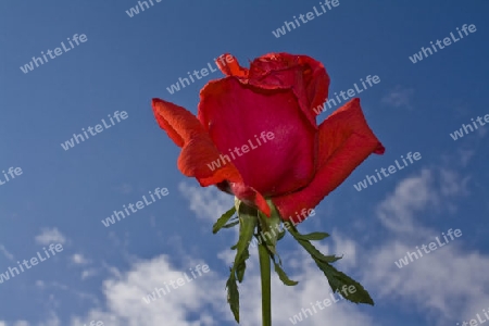 Rote Rose im Sonnenschein