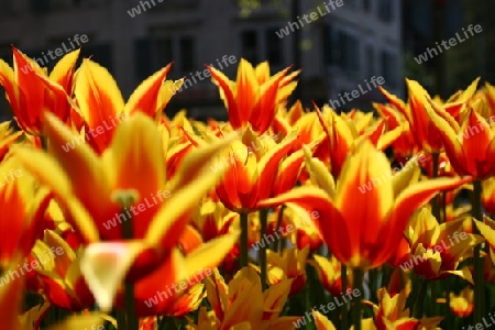 Tulip Field