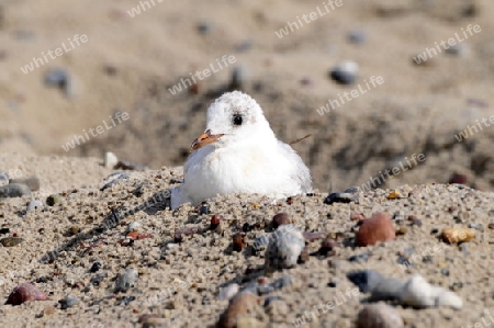 M?we am Strand