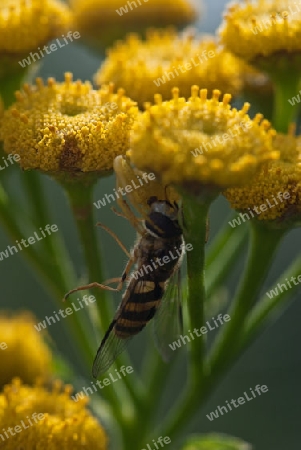 Schwebfliege als Lunch