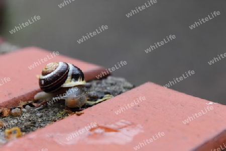 Schnecke