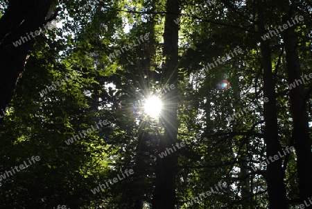 Sun in the wood