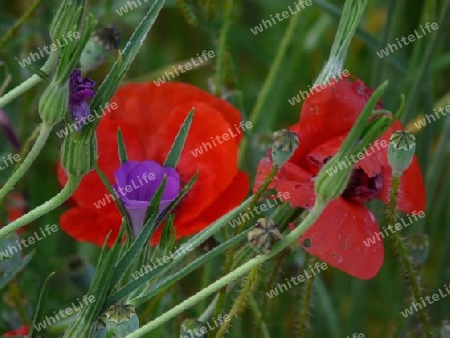 Mohn & lila Wiesenblume P1250340