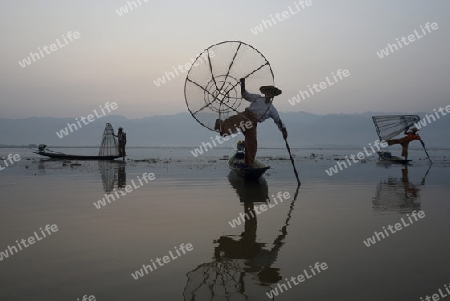 Fishermen at sunrise in the Landscape on the Inle Lake in the Shan State in the east of Myanmar in Southeastasia.