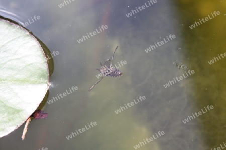 R?ckenschwimmer im Teich