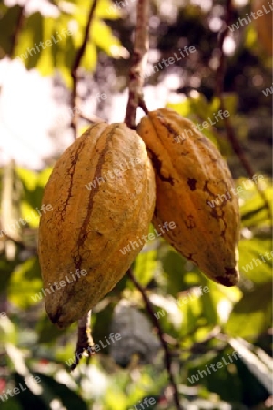 Amerika, Suedamerika, Venezuela, Karibik, ChuaoKakao Bohnen beim Cacao Bergdorf Chuao im Nationalpark Henri Pittier im zentralen norden von Venezuela.  