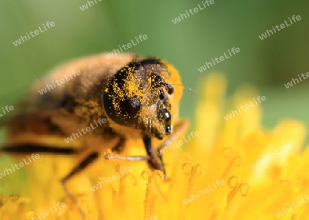 Bienenstaub