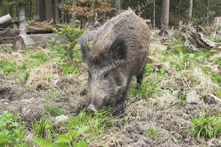 Wildschwein