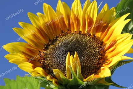 Sonnenblume