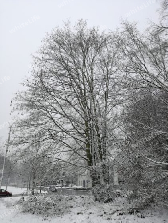 Winter und baum